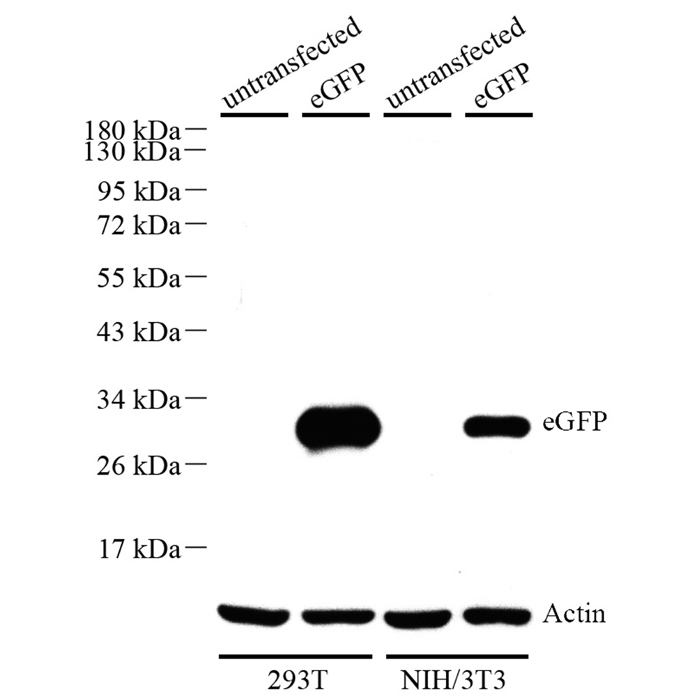 Anti -EGFP Rabbit pAb