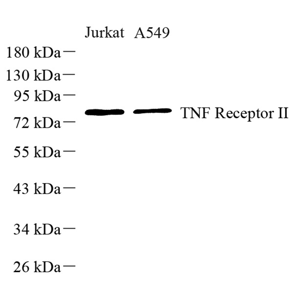 Anti -TNF Receptor II Rabbit pAb