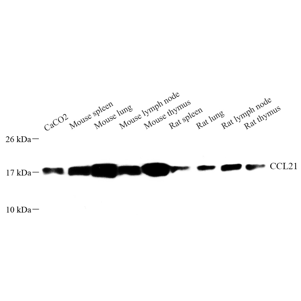 Anti -Ccl21a Rabbit pAb