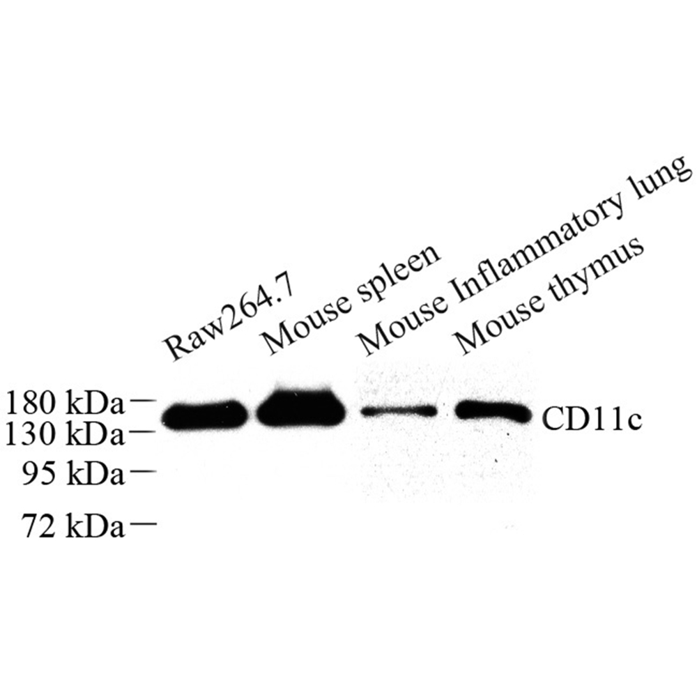 Anti -CD11c Rabbit pAb