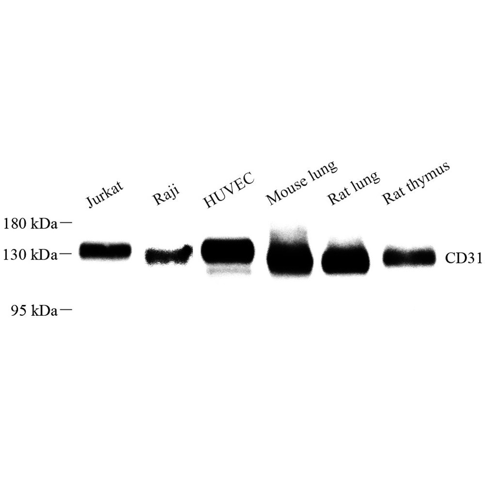 Anti -CD31 Rabbit pAb