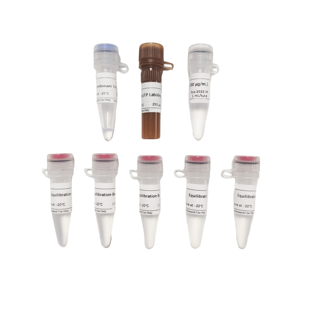 CF488 Tunel Cell Apoptosis Detection Kit