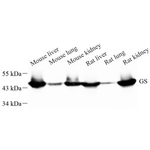 Anti -Glutamine Synthetase Rabbit pAb