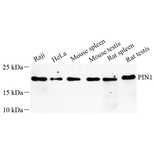 Anti -Pin1 Rabbit pAb