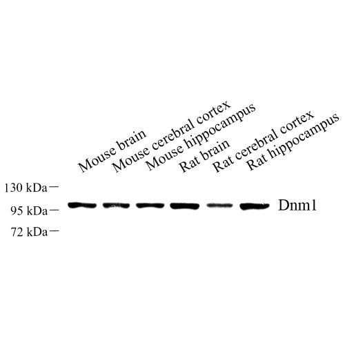 Anti -Dynamin 1 Rabbit pAb