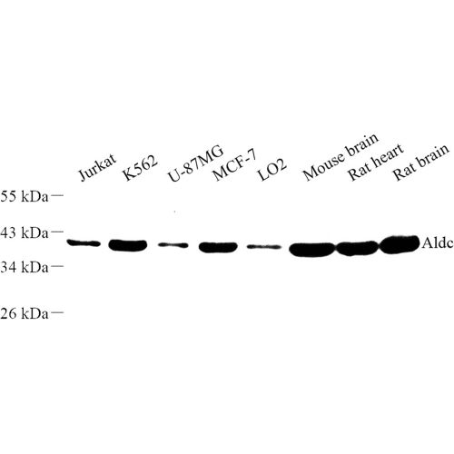 Anti -Aldolase C Rabbit pAb