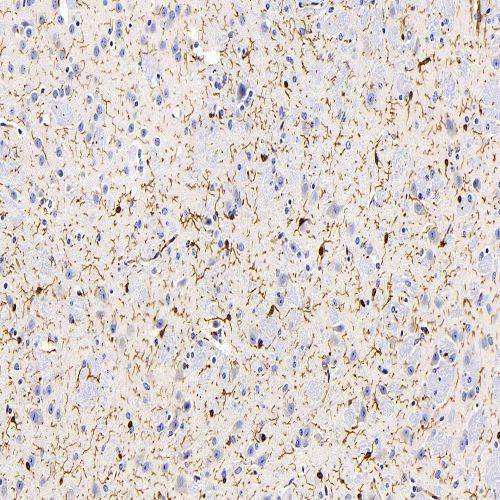 Anti -Iba1 Mouse mAb