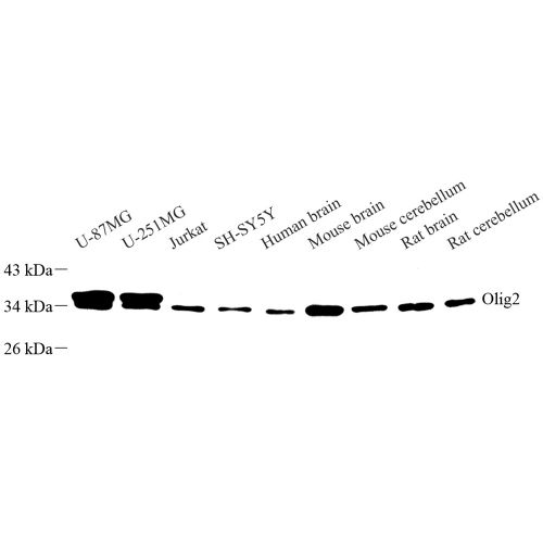 Anti -Myelin Basic Protein Mouse mAb