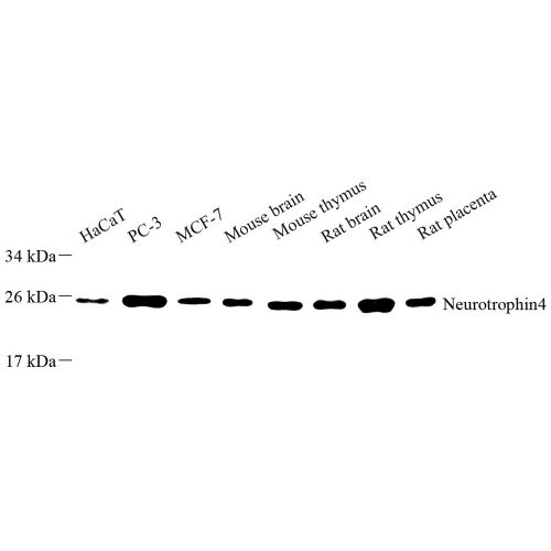 Anti -NT-4 Rabbit pAb