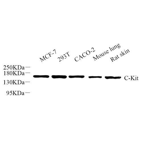 Anti -c-kit Rabbit pAb