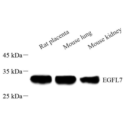 Anti -EGFL7 Rabbit pAb