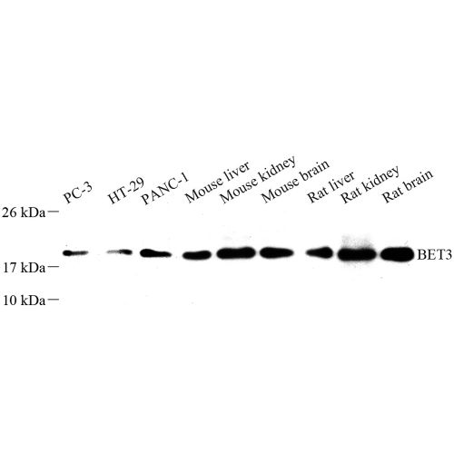 Anti -BET3 Rabbit pAb