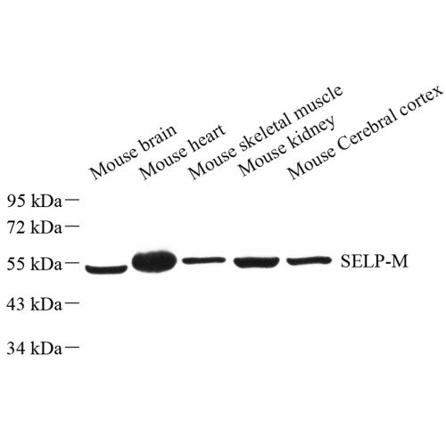 Anti -SEPP1 Rabbit pAb