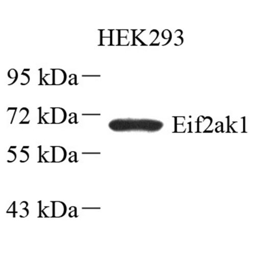 Anti -Heme-regulated inhibitor Rabbit pAb