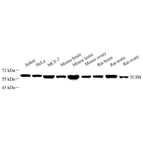 Anti -CCT2 Rabbit pAb