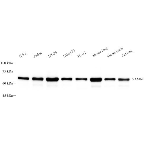 Anti -SAM68 Rabbit pAb