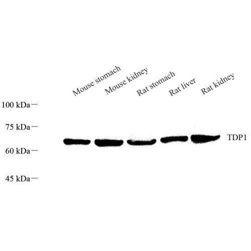 Anti -TDP1 Rabbit pAb