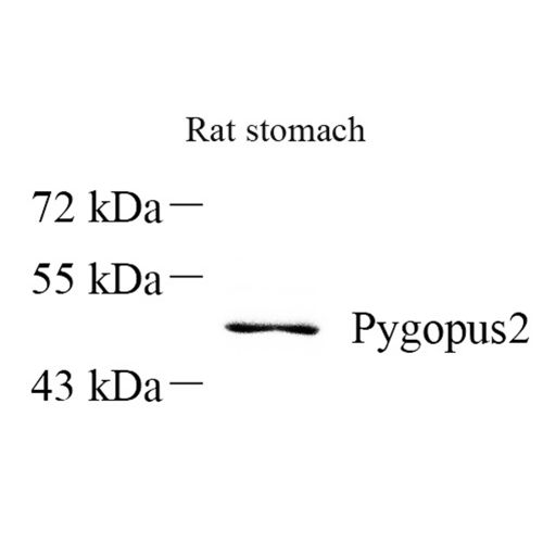 Anti -PYGO2 Rabbit pAb