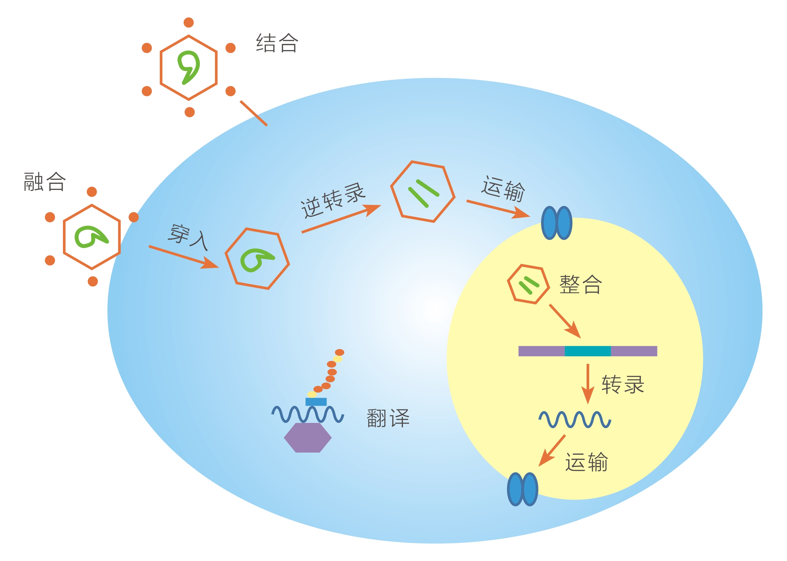 慢病毒包裝